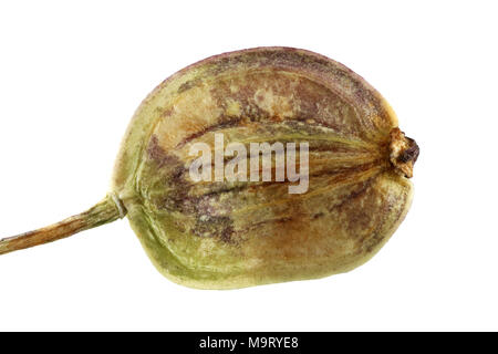 Pastinaca sativa, Parsnip, Pastinake, seed, close up, seed size 4-6 mm Stock Photo