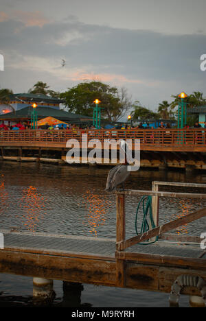 A perched pelican with the boardwalk of La Guancha (Ponce, Puerto Rico) in the background. Stock Photo