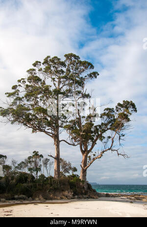 Two Tree Point, largely unchanged since the landing by Tobias Furneaux in 1792, at Adventure Bay, Bruny Island, Tasmania, Australia Stock Photo