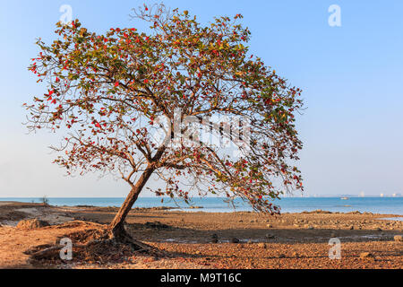 Old leaned Sea almond tree at  sea shore on skyline city background Stock Photo