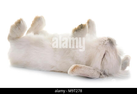 aries rabbit in front of white background Stock Photo