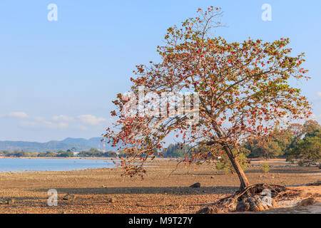 Old leaned Sea almond tree at  sea shore on skyline city background Stock Photo