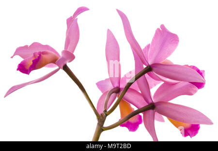 Orchid flowers on white background Stock Photo
