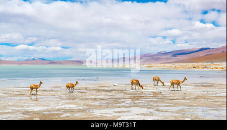 A herd of vicuna's (vicugna vicugna) near the salt flat and lagoon of Chalviri nearby the Laguna Colorada, Salar de Uyuni, Bolivia. Stock Photo