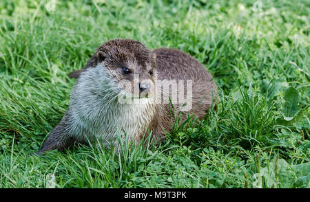 Otter on the River Bank Stock Photo