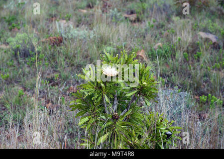 Protea sugarbush suikerbos growing wild in the Kruger National Park, Mpumalanga, South Africa, near to the Mozambique border Stock Photo