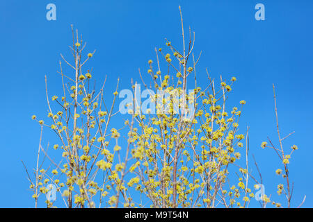 Cornus officinalis. bloom in the spring of Gurye, Korea. Stock Photo