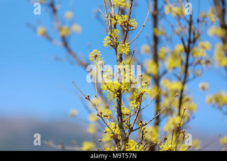 Cornus officinalis. bloom in the spring of Gurye, Korea. Stock Photo