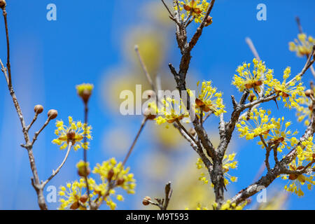 Cornus officinalis. bloom in the spring of Gurye, Korea. Stock Photo