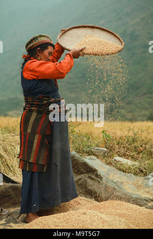 Sifting rice harvest season. A village old woman sieves the rice at ...