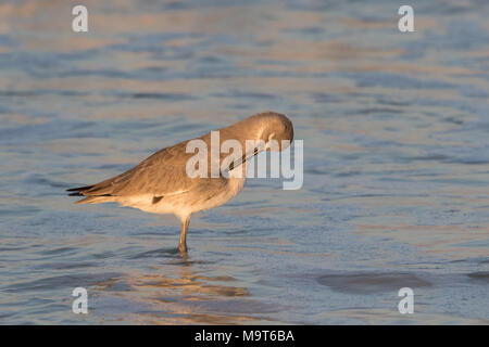 A preening willet standing in the surf. Stock Photo