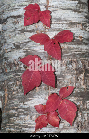 Autumn foliage of poison ivy climbing a black cherry trunk. Stock Photo