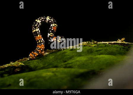 A small but very colorful inchworm edges along a leaf in the tropical jungle of Peru.  Eventually it will turn into a moth. Stock Photo