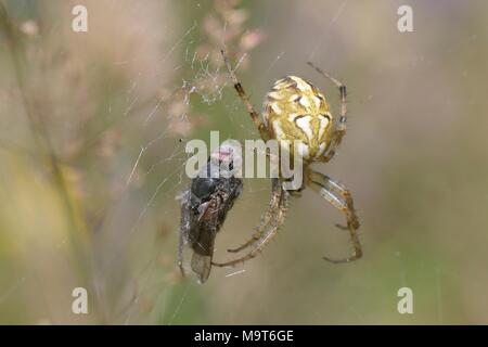 Bordered orb weaver (Neoscona adianta) with fly prey wrapped in silk hanging in its web in a woodland ride, Green Lane Wood, Wiltshire, UK, July. Stock Photo