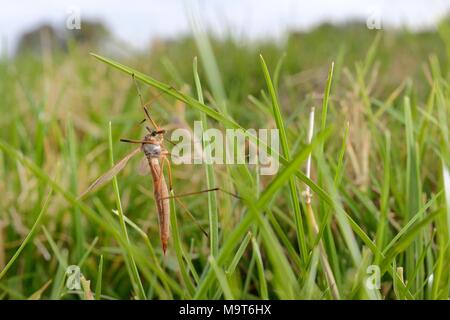 Female Common European Crane fly / Daddy long legs (Tipula paludosa) recently emerged and resting on grass blades in riverside water meadow, Wiltshire Stock Photo