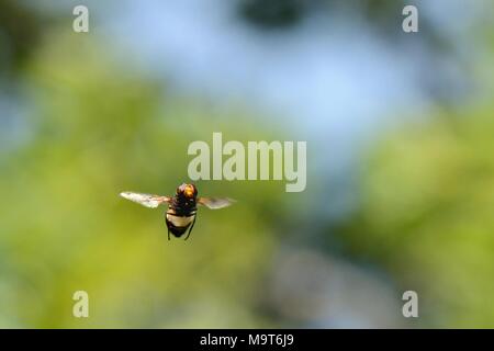 Male Great pied hoverfly (Volucella pellucens) hovering in sunlight in a woodland ride at the heart of its territory, Wiltshire, UK, June. Stock Photo