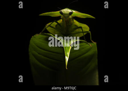 A Peruvian shield mantis sits on a leaf in the jungle, using an external flash acheived a cool backlighting effect which made the mantis more dramatic Stock Photo