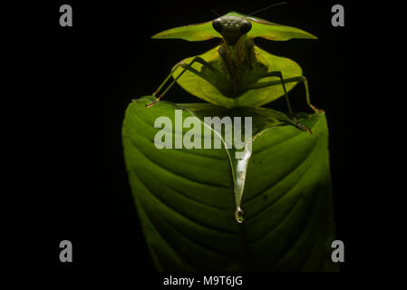 A Peruvian shield mantis sits on a leaf in the jungle, using an external flash acheived a cool backlighting effect which made the mantis more dramatic Stock Photo