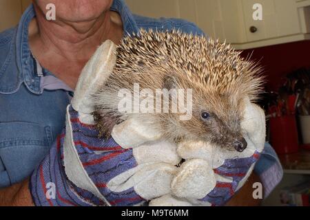 Hedgehog (Erinaceus europaeus) held before having Hedgehog ticks (Ixodes hexagonus) removed, Chippenham, Wiltshire, UK, August. Stock Photo