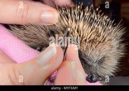 Hedgehog tick (Ixodes hexagonus) removed from a Hedgehog (Erinaceus europaeus) with tweezers, Chippenham, Wiltshire, UK, August. Stock Photo