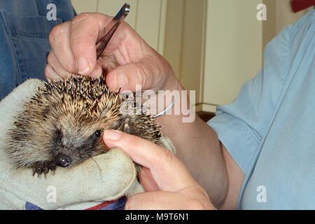 Hedgehog (Erinaceus europaeus) with Hedgehog ticks (Ixodes hexagonus) attached inspected before they are removed, Chippenham, Wiltshire, UK, August. Stock Photo