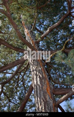 Scots pine (Pinus sylvestris) with vertical scar in the bark from a recent lighting strike, where electrical currrent ran to earth down the tree, UK. Stock Photo