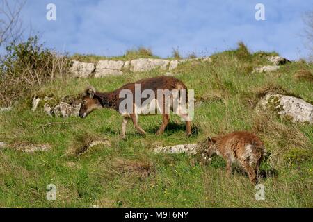 Feral Soay sheep (Ovis aries) grazing chalk grassland slope in Cheddar Gorge, Somerset, UK, April. Stock Photo