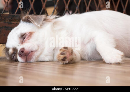 chihuahua,dog in puppy day isolate on background,front view from the top, technical cost-up. Stock Photo
