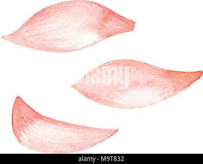 The watercolor painting pink flower petal on white background Stock Vector