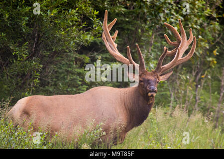 Wild Antlered bull Elk or Wapiti (Cervus canadensis) grazing, crossing the road in Banff National Park Alberta Canada Stock Photo