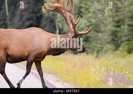 Wild Antlered bull Elk or Wapiti (Cervus canadensis) grazing, crossing the road in Banff National Park Alberta Canada Stock Photo