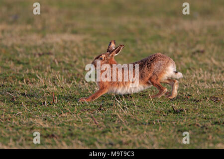 Brown Hare stretching on Islay Inner Hebrides Scotland Stock Photo