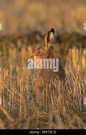 Brown Hare in a stubble field on Islay Inner Hebrides Scotland Stock Photo