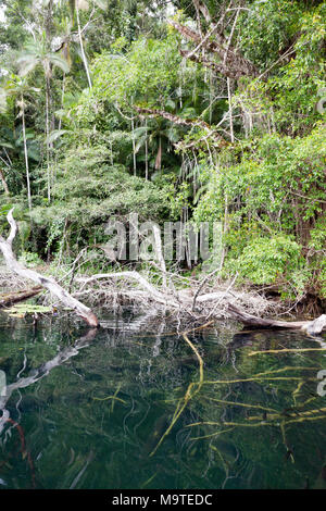 View of Lake Barrine from the Rain Forest Tour Boat, Queensland, Australia Stock Photo