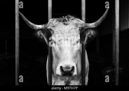 A white Gasconne cow behind bars on a farm in the Netherlands. Stock Photo