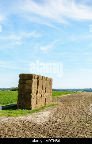 Early in the fall, after harvesting the grain, the dry stalks of wheat are gathered into bales of straw that are then stacked in the field before bein Stock Photo