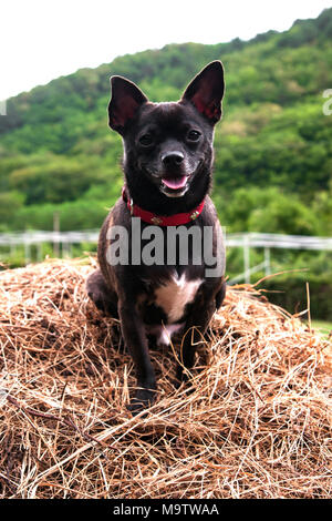 Dog in the manger Stock Photo
