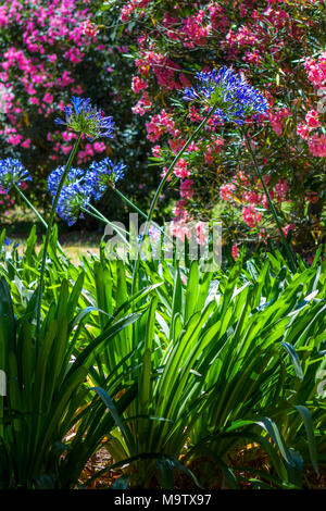 Blue agapanthus flowers and pink cherry blossoms with vivid radiant colours in the colourful summer season in the Villa Celimontana gardens in Rome Stock Photo