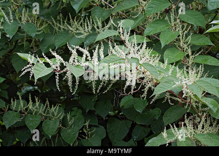 Giant knotweed (Fallopia sachalinensis). Known also as Sakhalin Knotweed also. Another scientific names are Reynoutria sachalinensis and Polygonum sac Stock Photo