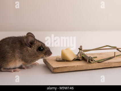 Side view of a small, cute wood mouse, Apodemus sylvaticus, sniffing on the cheese bait on a mouse trap, pest control Stock Photo