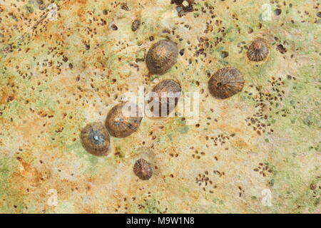 Group of common limpets (Patella vulgata) attached to colourful rock during low tide