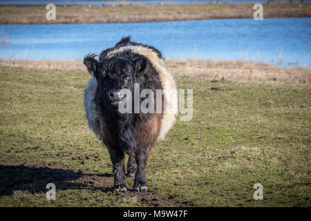 Belted Galloway cattle grazing at RSPB Frampton Marsh, Frampton, Boston, Lincolnshire, England, GB, UK, Europe. Stock Photo