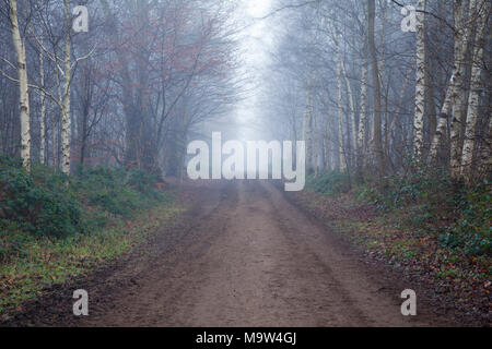 A long dirt track flanked by trees including silver birch (Betula pendula) within Harlestone Firs on a very foggy morning in January, Northampton, UK. Stock Photo