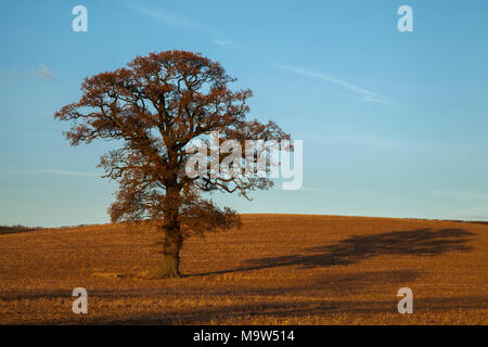 An oak tree in early December hanging on to its golden leaves lit by warm winter sunshine near Holdenby in Northamptonshire, England. Stock Photo