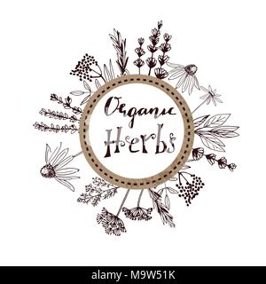 Herbs and medicinal plants collection. Vector hand drawn isolated objects on white Stock Vector