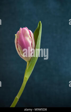 A single pink tulip against a mottled blue background lit by soft window light. Stock Photo