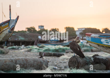 A Hooded Vulture sits on a log in a fishing port at Cap Skirring, Casamance, Senegal. Stock Photo