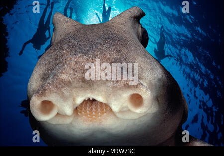 Face of Port Jackson Shark (Heterodontus portjacksoni) at night, South Australia - Great Australian Bight.  This image has been digitally altered to r Stock Photo