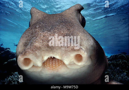 Face of Port Jackson Shark (Heterodontus portjacksoni) at night, South Australia - Great Australian Bight.  This image has been digitally altered to r Stock Photo