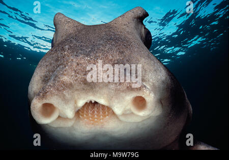 Face of Port Jackson Shark (Heterodontus portjacksoni) at night, South Australia - Great Australian Bight.  This image has been digitally altered to r Stock Photo